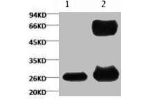 1) Input (control) 2) IP products, antibody dilution 1:200 (GFP 抗体)