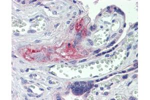 Anti-F2 / Thrombin antibody IHC staining of human placenta. (Prothrombin 抗体  (Middle Region))