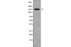 CHAF1A 抗体  (Internal Region)