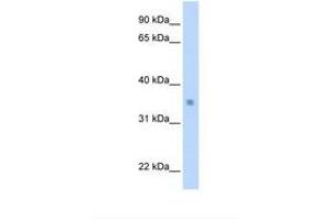 Image no. 1 for anti-MAX-Like Protein X (MLX) (AA 201-250) antibody (ABIN6737898) (MLX 抗体  (AA 201-250))