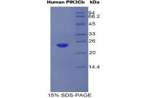 SDS-PAGE (SDS) image for Phosphoinositide-3-Kinase, Catalytic, beta Polypeptide (PIK3CB) (AA 524-703) protein (His tag) (ABIN1981216)