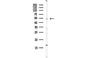 anti-serine/threonine Kinase 25 (STK25) antibody