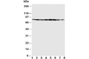 Western blot testing of MCM7 antibody and Lane 1:  COLO320;  2: SW620;  3: HeLa;  4: 22RVL;  5: 293T;  6: U937;  7: Jurkat;  8: Raji cell lysate. (MCM7 抗体  (C-Term))
