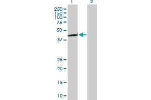 Western Blot analysis of ERAL1 expression in transfected 293T cell line by ERAL1 MaxPab polyclonal antibody. (ERAL1 抗体  (AA 1-437))