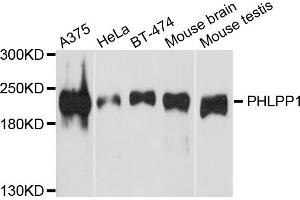 Western blot analysis of extracts of various cell lines, using PHLPP1 antibody.