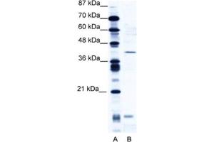 Western Blotting (WB) image for anti-CAMP Responsive Element Modulator (CREM) antibody (ABIN2461049) (CREM 抗体)