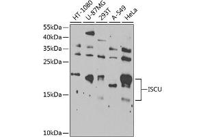 Western blot analysis of extracts of various cell lines, using ISCU Antibody  at 1:1000 dilution. (ISCU 抗体  (AA 1-167))