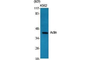 Western Blot (WB) analysis of specific cells using Actin Polyclonal Antibody. (Actin 抗体  (C-Term))