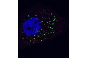 Immunofluorescence (IF) image for anti-Autophagy related 4B Cysteine Peptidase (ATG4B) (AA 358-390), (C-Term) antibody (ABIN1882065)