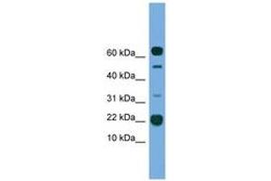 Image no. 1 for anti-Transmembrane Protein 107 (TMEM107) (AA 21-70) antibody (ABIN6745572) (TMEM107 抗体  (AA 21-70))