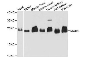 Western blot analysis of extracts of various cell lines, using MOB4 antibody. (MOBKL3 抗体  (AA 1-225))