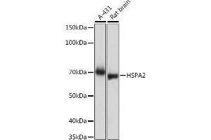 Western blot analysis of extracts of various cell lines, using HSP Rabbit mAb (ABIN7267579) at 1:1000 dilution. (HSPA2 抗体)
