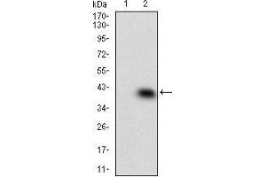 Western blot analysis using MAPK14 mAb against HEK293 (1) and MAPK14 (AA: 299-360)-hIgGFc transfected HEK293 (2) cell lysate. (MAPK14 抗体  (AA 299-360))