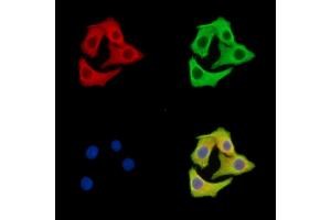 ABIN7095985 and ABIN7100047 staining Hela cells by IF/ICC. (GOLGA6B 抗体)