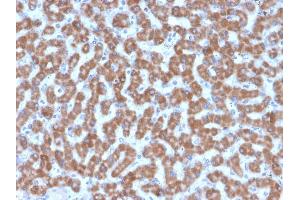 Formalin-fixed, paraffin-embedded human Liver stained with Prohibitin Mouse Monoclonal Antibody (PHB/3227). (Prohibitin 抗体  (AA 167-261))