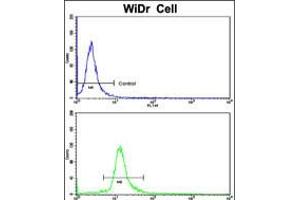 Flow cytometric analysis of WiDr cells using DDX53 Antibody (bottom histogram) compared to a negative control cell (top histogram). (DDX53 抗体  (C-Term))