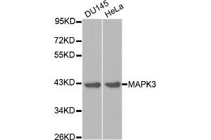 Western blot analysis of extracts of various cell lines, using MAPK3 antibody. (ERK1 抗体)