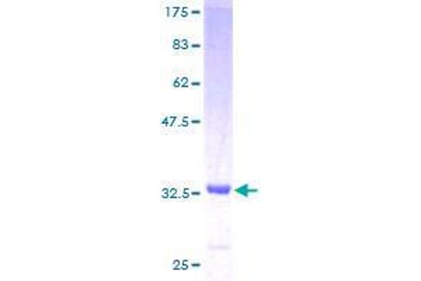 SCGB3A2 Protein (AA 1-93) (GST tag)