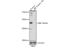 Western blot analysis of extracts from normal (control) and βIII-Tubulin/β3-Tubulin Rabbit pAb knockout (KO) HeLa cells, using βIII-Tubulin/β3-Tubulin Rabbit pAb antibody (ABIN7271048) at 1:1000 dilution. (TUBB3 抗体)