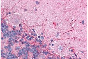 Human Brain, Cerebellum (formalin-fixed, paraffin-embedded) stained with GABRP antibody ABIN214761 at 2. (GABRP 抗体  (AA 28-77))