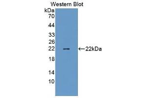Western Blotting (WB) image for anti-Tafazzin (TAZ) (AA 46-240) antibody (ABIN1860684) (TAZ 抗体  (AA 46-240))