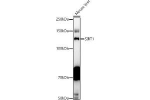 Western Blotting (WB) image for anti-Sirtuin 1 (SIRT1) (AA 448-747) antibody (ABIN6147784)