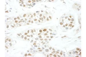 Immunohistochemistry (IHC) image for anti-Transcription Elongation Factor A (SII), 3 (TCEA3) (AA 1-50) antibody (ABIN7448830)