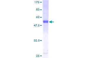 KCTD4 Protein (AA 1-259) (GST tag)