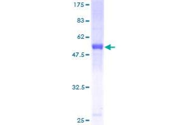 KCTD4 Protein (AA 1-259) (GST tag)