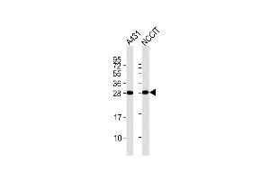 All lanes : Anti-B Antibody at 1:2000 dilution Lane 1: A431 whole cell lysates Lane 2: NCCIT whole cell lysates Lysates/proteins at 20 μg per lane. (BCAP31 抗体  (AA 1-246))