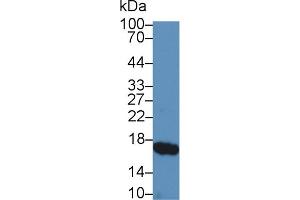 Western Blot; Sample: Porcine Small intestine lysate; Primary Ab: 5µg/ml Rabbit Anti-Porcine RBP2 Antibody Second Ab: 0. (RBP2 抗体  (AA 1-134))
