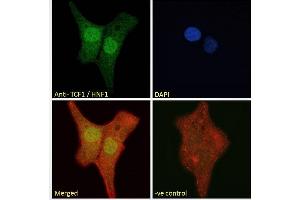 ABIN334504 Immunofluorescence analysis of paraformaldehyde fixed U2OS cells, permeabilized with 0. (HNF1A 抗体  (Internal Region))