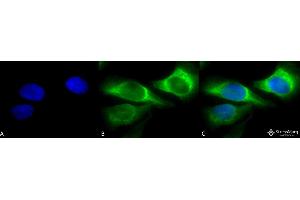 Immunocytochemistry/Immunofluorescence analysis using Mouse Anti-Hsp47 Monoclonal Antibody, Clone 1C4-1A6 . (SERPINH1 抗体  (Atto 594))