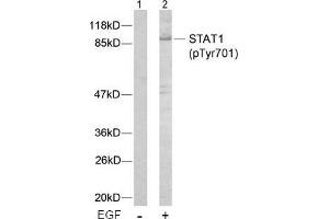 Image no. 2 for anti-Signal Transducer and Activator of Transcription 1, 91kDa (STAT1) (pTyr701) antibody (ABIN196689) (STAT1 抗体  (pTyr701))