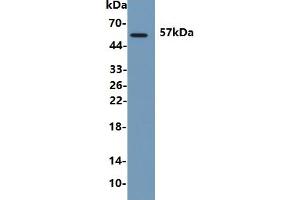 Rabbit Detection antibody from the kit in WB with Positive Control: Human urine. (ANGPTL2 ELISA 试剂盒)