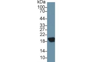 Western Blotting (WB) image for anti-Complexin 2 (CPLX2) (AA 2-134) antibody (ABIN7435994)
