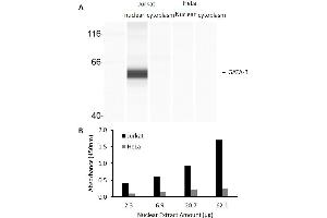 Transcription factor activity assay of GATA-3 from nuclear extracts of Jurkat cells or HeLa cells.