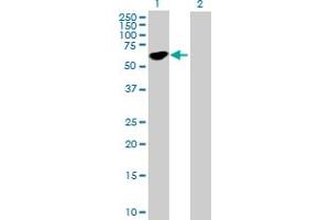 Western Blot analysis of STAU1 expression in transfected 293T cell line by STAU1 MaxPab polyclonal antibody.
