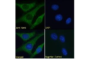 ABIN768568 Immunofluorescence analysis of paraformaldehyde fixed NIH3T3 cells, permeabilized with 0. (SIRT3 抗体  (Internal Region))