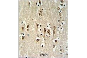 KCTD1 Antibody (C-term) (ABIN651146 and ABIN2840098) IHC analysis in formalin fixed and paraffin embedded brain tissue followed by peroxidase conjugation of the secondary antibody and DAB staining. (KCTD1 抗体  (C-Term))