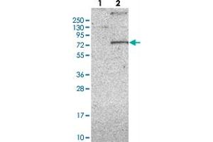 Western blot analysis of Lane 1: Negative control (vector only transfected HEK293T lysate), Lane 2: Over-expression Lysate (Co-expressed with a C-terminal myc-DDK tag (~3. (KCND1 抗体)