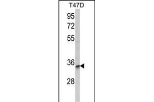 Western blot analysis of TSN12 Antibody (C-term) (ABIN652637 and ABIN2842427) in T47D cell line lysates (35 μg/lane). (TSPAN12 抗体  (C-Term))
