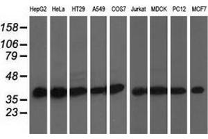 Western blot analysis of extracts (35 µg) from 9 different cell lines by using anti-DNAJA2 monoclonal antibody. (DNAJA2 抗体)