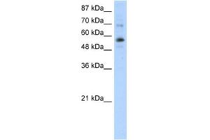 WB Suggested Anti-ZNF71 Antibody Titration:  0. (ZNF71 抗体  (N-Term))