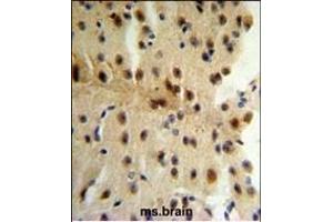 CLIP1 Antibody (N-term) (ABIN652897 and ABIN2842579) IHC analysis in formalin fixed and paraffin embedded mouse brain tissue followed by peroxidase conjugation of the secondary antibody and DAB staining. (CLIP1 抗体  (N-Term))