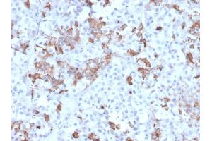 Formalin-fixed, paraffin-embedded human Pituitary stained with Prolactin Mouse Monoclonal Antibody (PRL/2642). (Prolactin 抗体  (AA 63-201))