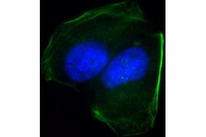 Immunofluorescent analysis of 4 % paraformaldehyde-fixed, 0. (CD276 抗体  (C-Term))