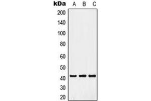 Western blot analysis of GPR52 expression in A549 (A), HuvEc (B), HepG2 (C) whole cell lysates.
