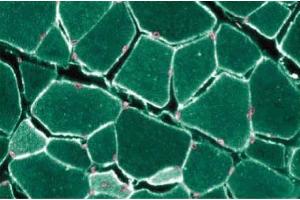 Immunofluroescent staining of Rabbit Muscle with anti-Caveolin 3. (Caveolin 3 抗体  (AA 3-24))