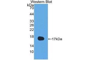 Western Blotting (WB) image for anti-Interleukin 13 (IL13) (AA 25-146) antibody (ABIN3209521) (IL-13 抗体  (AA 25-146))